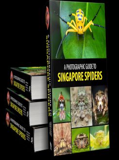 A Photographic Guide To Singapore Spiders