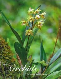 Wild Orchids Of Cameron Highlands