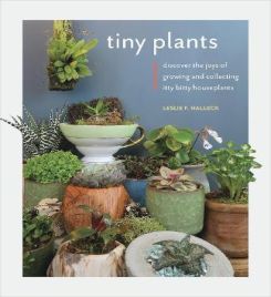 Tiny Plants : Discover the joys of growing and collecting itty-bitty houseplants
