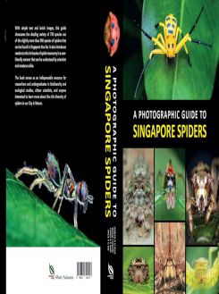 A Photographic Guide To Singapore Spiders