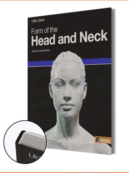 Form Of The Head And Neck